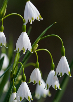 X 100 LEUCOJUM AESTIVUM GRAVETYE GIANT 12/14