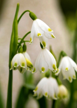 X 100 LEUCOJUM VERNUM I
