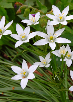 X 100 ORNITHOGALUM UMBELLATUM 6/+