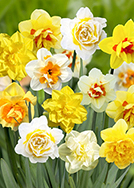 X 100 NARCISSUS DUBBEL GEMENGD 12/14