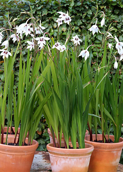 X 100 GLADIOLUS CALLIANTHUS 8/10