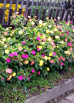 X 25 MIRABILIS JALAPA II