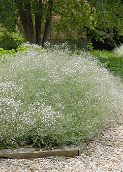 X 25 GYPSOPHILA PANICULATA  I