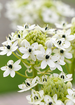 X 25 ORNITHOGALUM SAUNDERSIAE 18/+