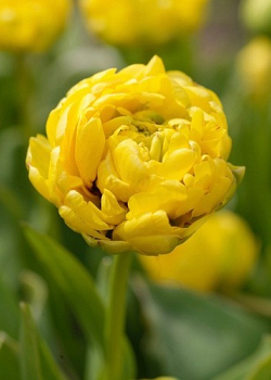 X 100 TULIPA YELLOW POMPENETTE 12/+