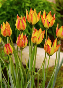 X 100 TULIPA ORPHANIDEA FLAVA 6/+