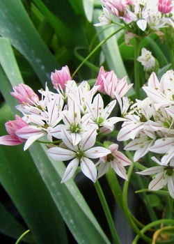 X 100 ALLIUM CAMELEON 4/+