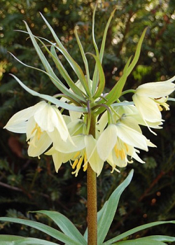 X   25 FRITILLARIA RADDEANA 16/+