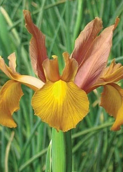 X 100 IRIS HOLLANDICA AUTUMN PRINCESS 7/8