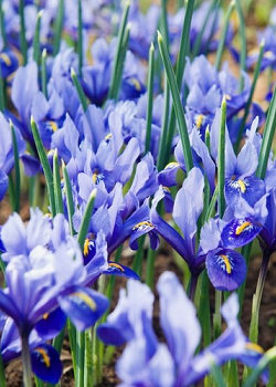 X 100 IRIS RETICULATA ALIDA 5/6