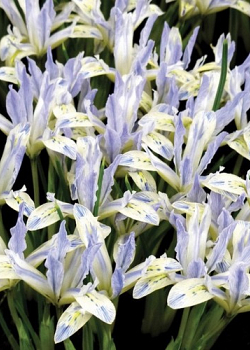 X 100 IRIS RETICULATA PAINTED LADY 6/+