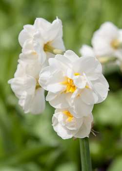 X 100 NARCISSUS BRIDAL CROWN 12/14