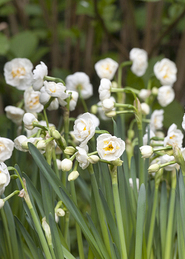 X 100 NARCISSUS BRIDAL CROWN 12/14