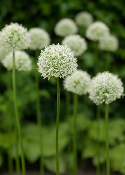 X 100 ALLIUM MOUNT EVEREST 20/+
