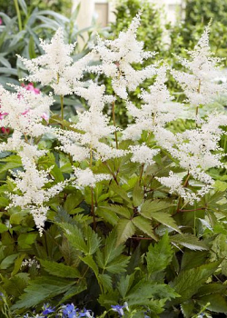 X 25 ASTILBE JAPONICA WASHINGTON 2/3