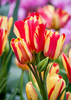 X 100 TULIPA WONDER CLUB 12/+