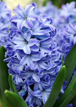 X   50 HYACINTHUS AQUA 17/18