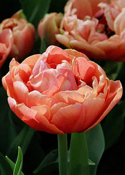 X 100 TULIPA COPPER IMAGE® 11/12