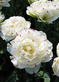 X 100 TULIPA DANCELINE 11/12