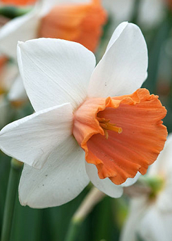X 100 NARCISSUS CHROMACOLOR 12/14
