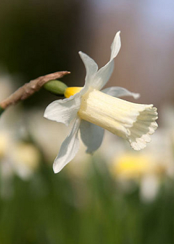 X 100 NARCISSUS ELKA 8/+