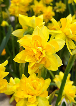 X 100 NARCISSUS TÊTE BOUCLÉ 11/12