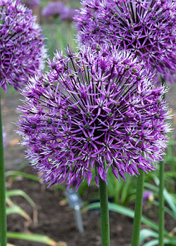 X   25 ALLIUM EARLY EMPEROR  14/+