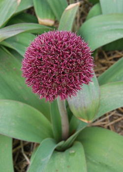 X   25 ALLIUM OSTARA 12/+