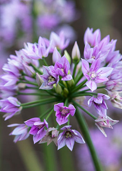 X 100 ALLIUM EROS 5/+