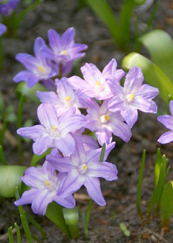 X 250 CHIONODOXA VIOLET BEAUTY 5/+