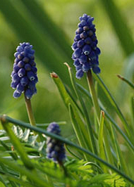 X 100 MUSCARI ARMENIACUM NIGHT EYES 7/8
