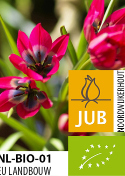 X 100 BIO TULIPA LITTLE BEAUTY 5/+