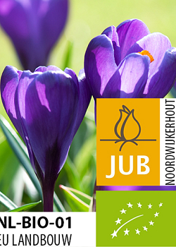 X 100 BIO CROCUS FLOWER RECORD 7/8