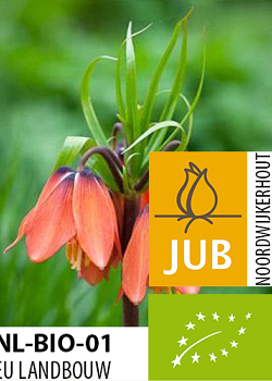 X   10 BIO FRITILLARIA EARLY DREAM 15/18