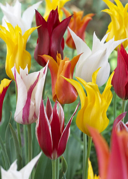 X 100 TULIPA LELIEBLOEMIG MIX 11/12