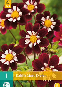 X 1 DAHLIA MARY EVELYN I