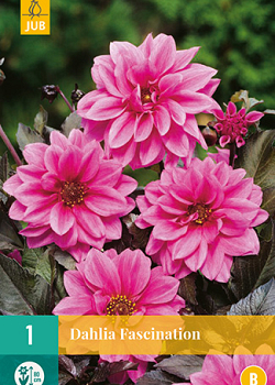 X 1 DAHLIA FASCINATION I