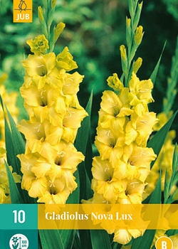X 10 GLADIOLUS NOVA LUX 12/14