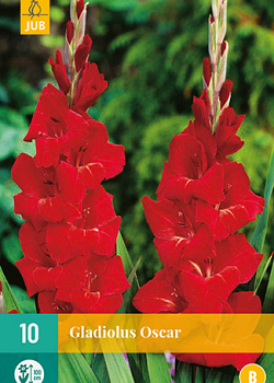 X 10 GLADIOLUS OSCAR 12/14