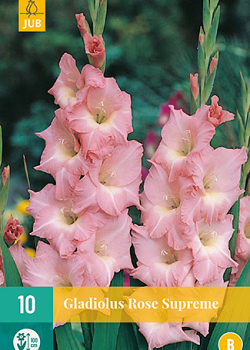 X 10 GLADIOLUS ROSE SUPREME 12/14