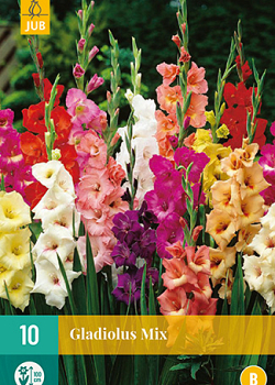 X 10 GLADIOLUS MIX 12/14