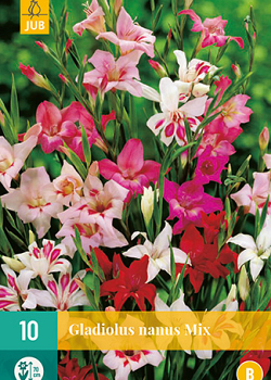 X 10 GLADIOLUS NANUS MIX 8/9