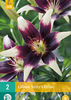 X 2 LILIUM NETTYS PRIDE 14/16