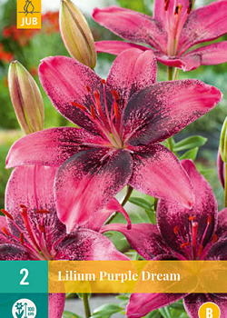 X 2 LILIUM PURPLE DREAM 14/16