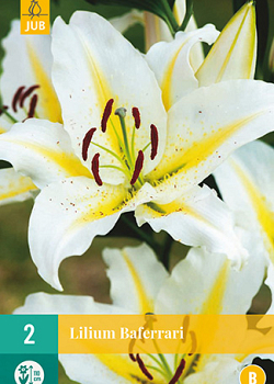 X 2 LILIUM BAFERRARI 14/16