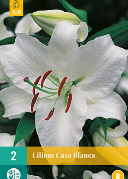 X 2 LILIUM CASA BLANCA 14/16