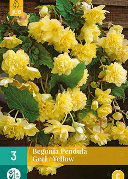 X 3 BEGONIA PENDULA GEEL 4/5