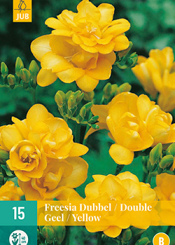 X 15 FREESIA DUBBEL GEEL 5/+