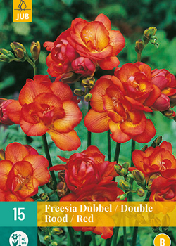 X 15 FREESIA DUBBEL ROOD 5/+