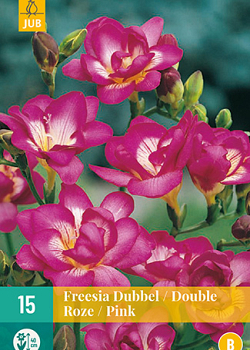 X 15 FREESIA DUBBEL ROZE 5/+